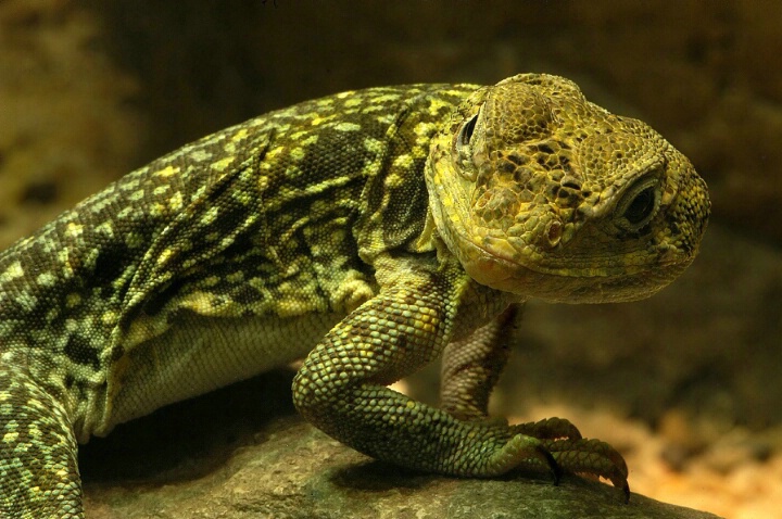 Lizard Attitude - ID: 5252891 © Mike D. Perez
