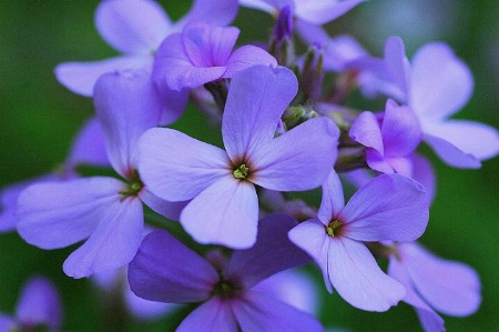 lavender phlox