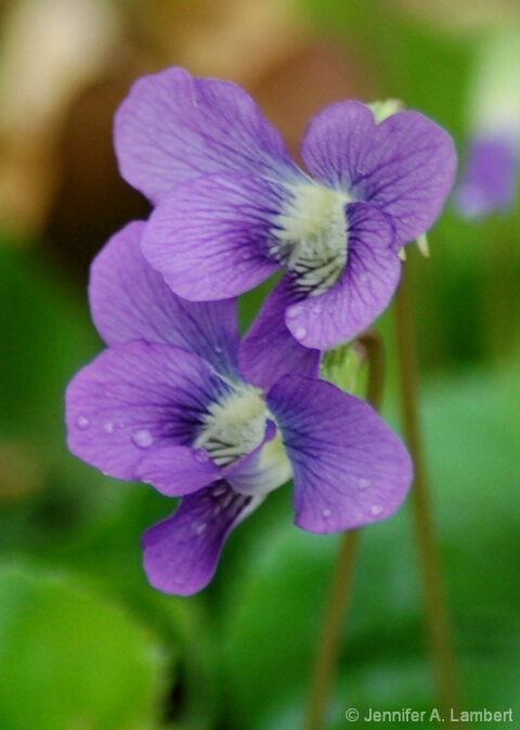 Tiny Wild Violet