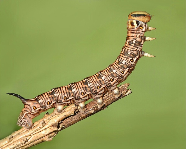 pine hawk moth caterpillar 4