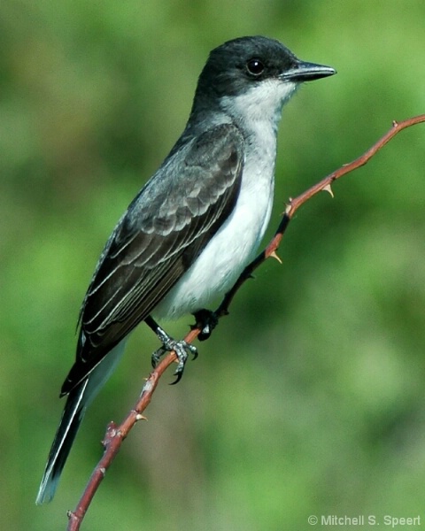 Pettite Kingbird