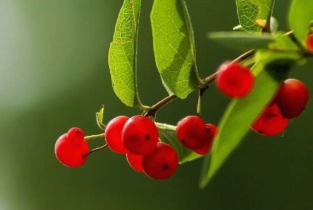 Wild Honeysuckle Berries 