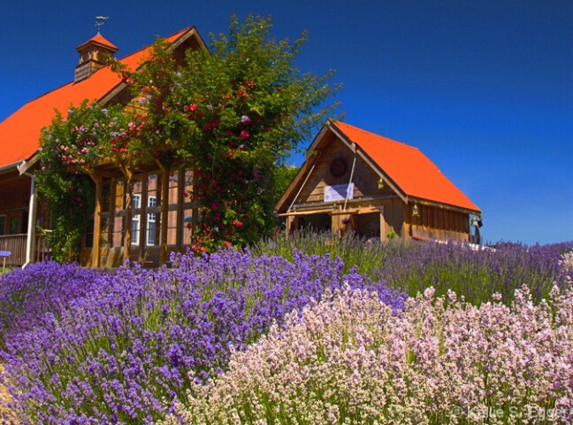 purplehazelavendarfarm