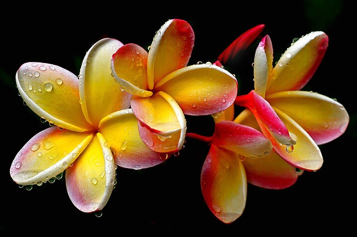 Plumeria After the Rain