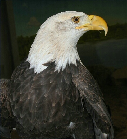 Regal Eagle