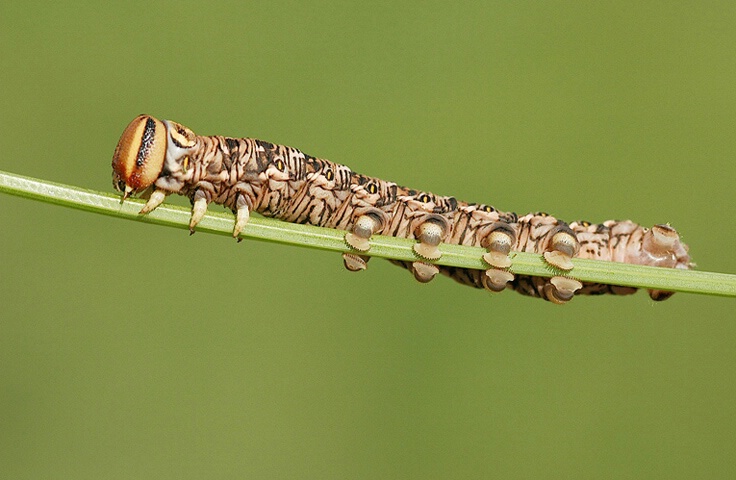 pine hawk moth caterpillar 3