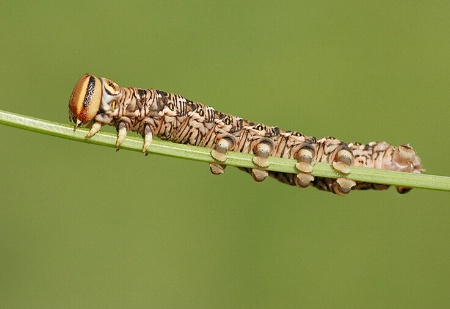 pine hawk moth caterpillar 3
