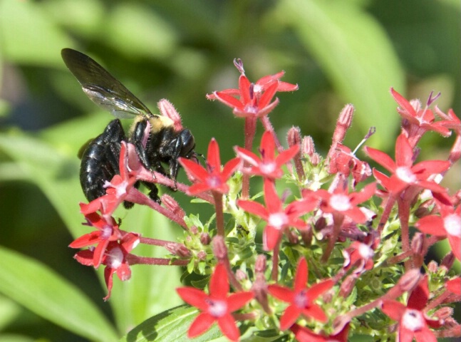 Blossoming Bee