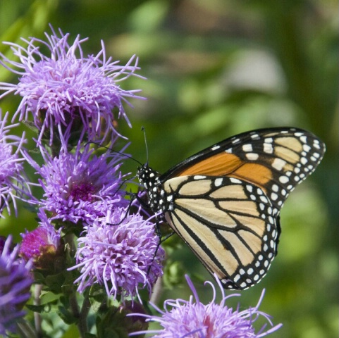 Winged Monarch of St. Louis