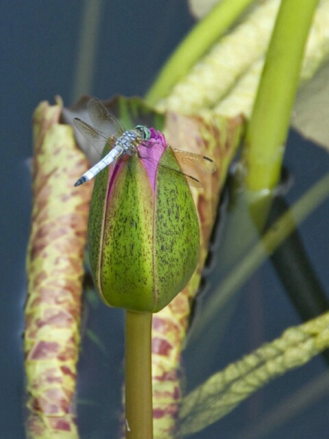 Dragonfly at rest