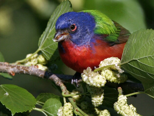 Painted Bunting and Mulberries