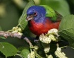 Painted Bunting a...