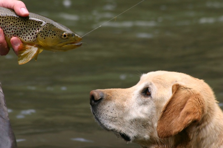 Scoutin Brown Trout