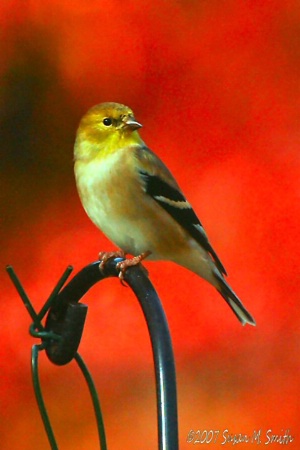 Goldfinch in Autumn