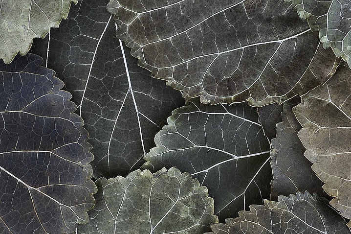 Leaf Lines - ID: 5271041 © Laurie Daily