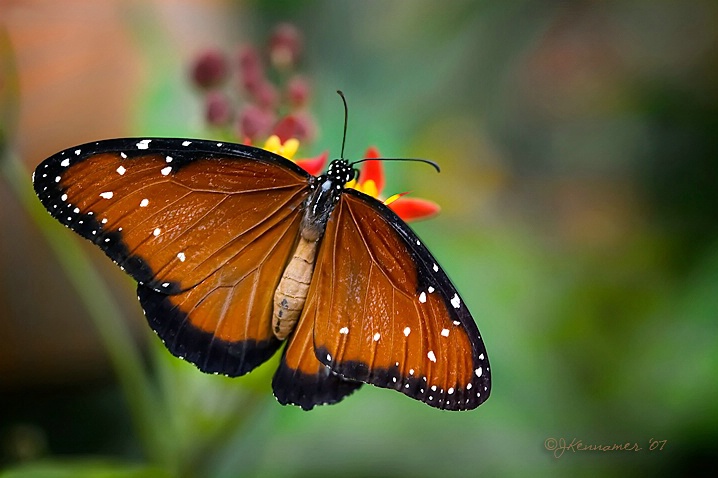 Garden Jewel