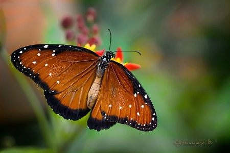 Garden Jewel