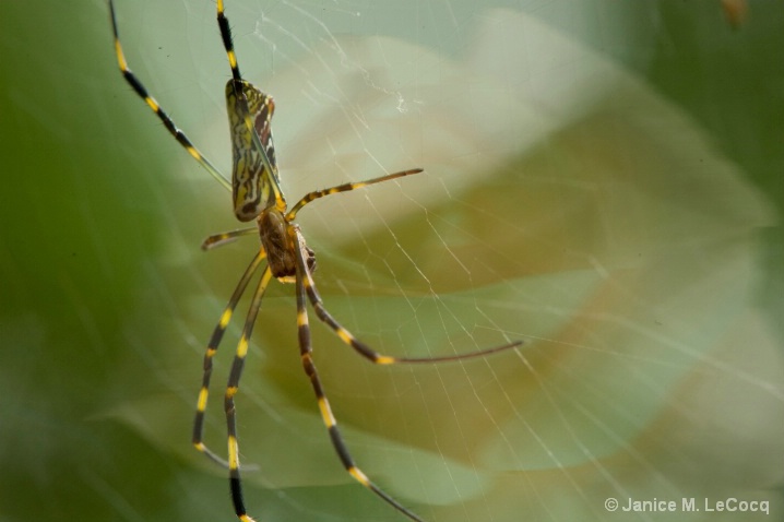 shadow_rose_and_spider_blurred - ID: 5271250 © Janice M. LeCocq