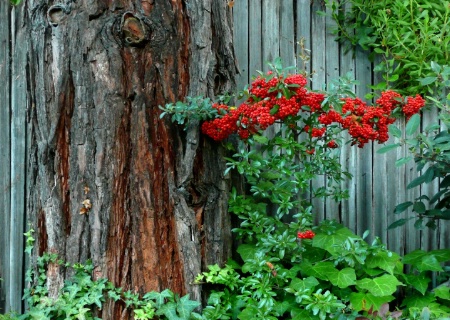 Christmas Berries