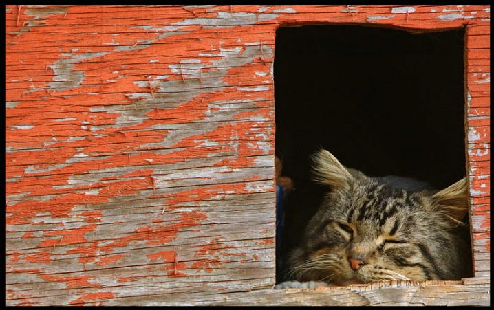 Sleeping Cat In An Old Dog House