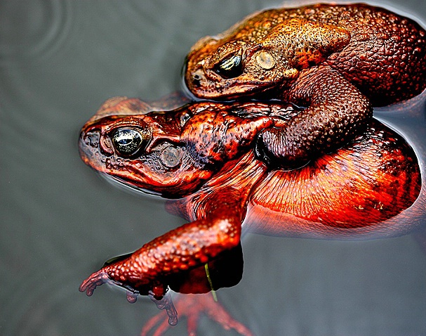Piggyback Frogs