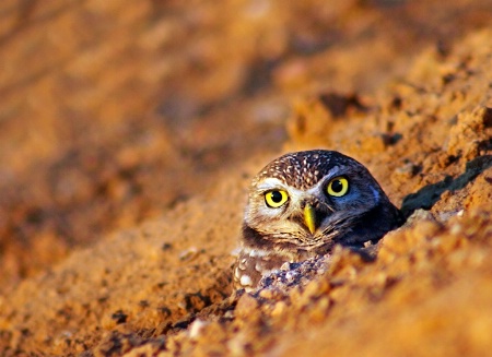 Owl in the Burrow
