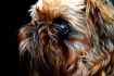 Milou