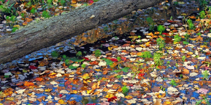 Leaves of Many Colors