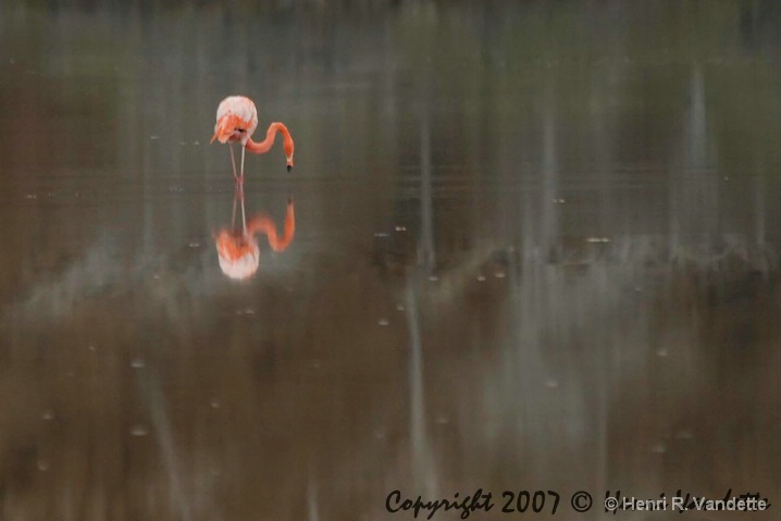 flamingo__3249