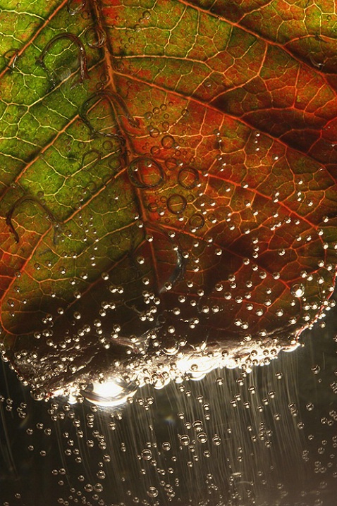 Leaf and Bubbles #2