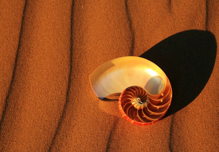 The Shell - ID: 5296356 © Leslie McLain