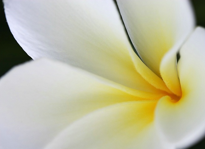 Plumeria Macro