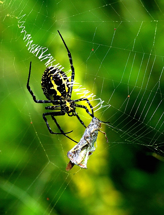 Spider with feed - ID: 5297824 © VISHVAJIT JUIKAR