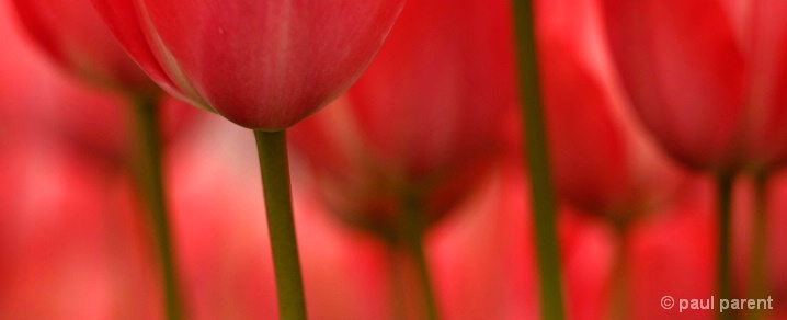 Spring Flowers - ID: 5298096 © paul parent