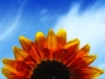 Sunrise Flower