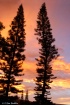 Sunrise Pines