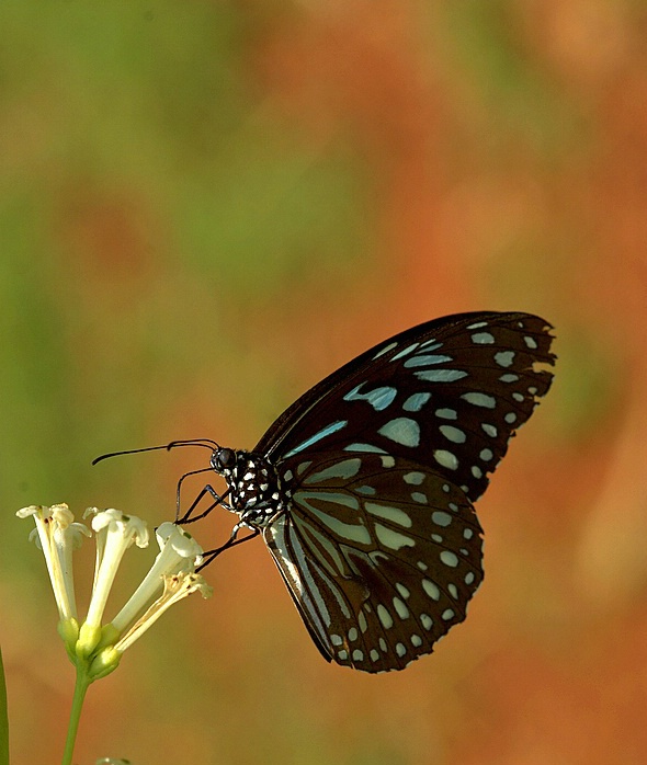 Butterfly - ID: 5304066 © VISHVAJIT JUIKAR