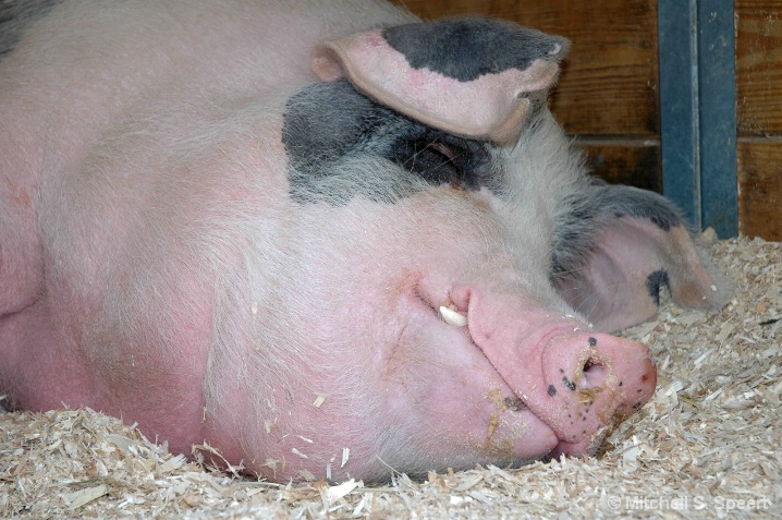 Happiness is a Warm Bed of Hay