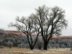 Ice Storm