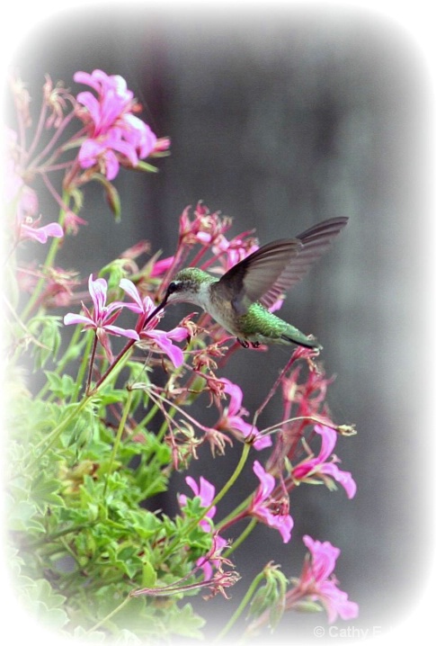 Nature's Winged Jewel