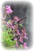 Nature's Wing...