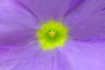 Purple Flora