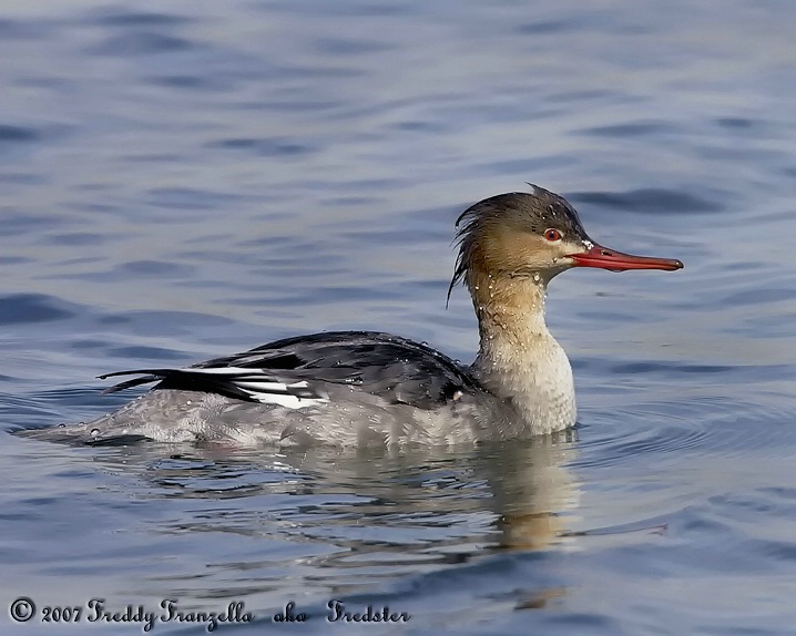 Red Breasted Merganser - ID: 5310760 © Frederick A. Franzella