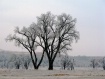 the ice age