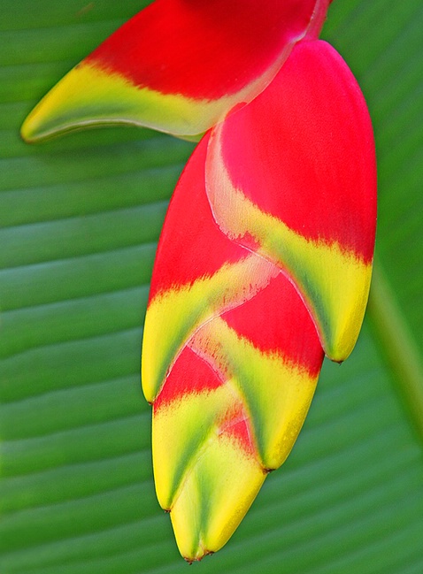 Lobster Claw Heliconia - ID: 5311181 © Janine Russell