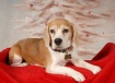 Regal Beagle