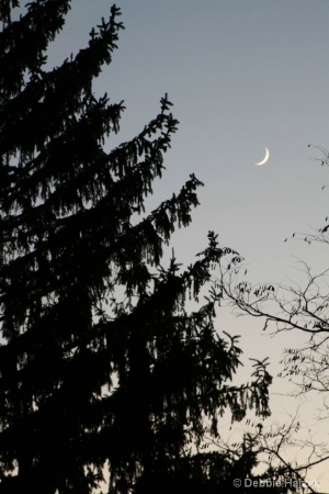 The Crescent Moon Rises