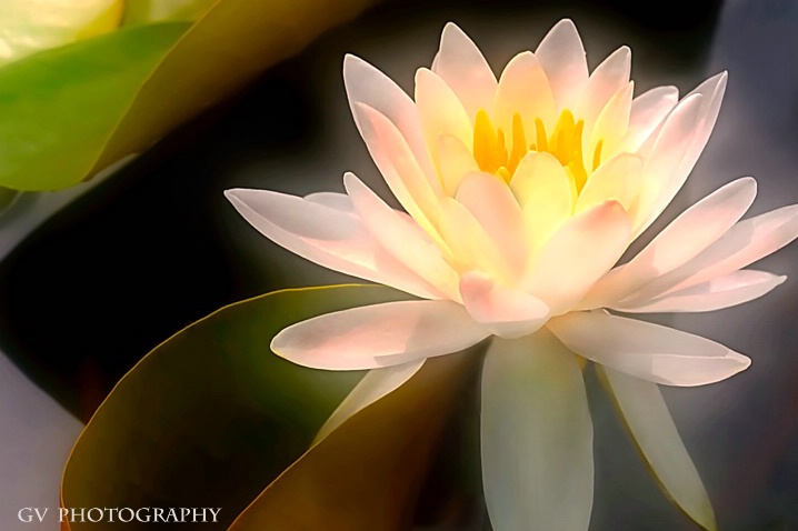 Glowing in the Pond