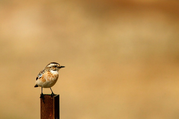 Standing Alone