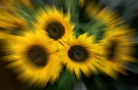 Sunflowers-Two